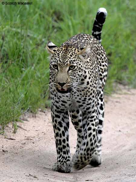 Leopard walking, front-on