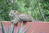 Leopard on wall