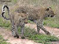 leopard mother with cub