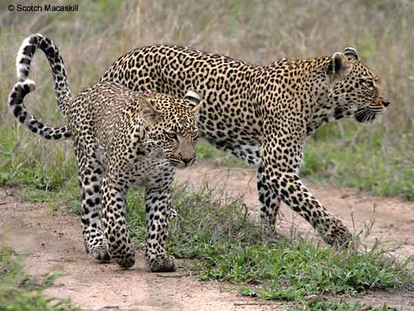 Leopard mother and cub