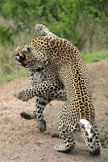 Young leopard play fighting, Sabi Sand, South Africa