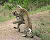 Leopards at play
