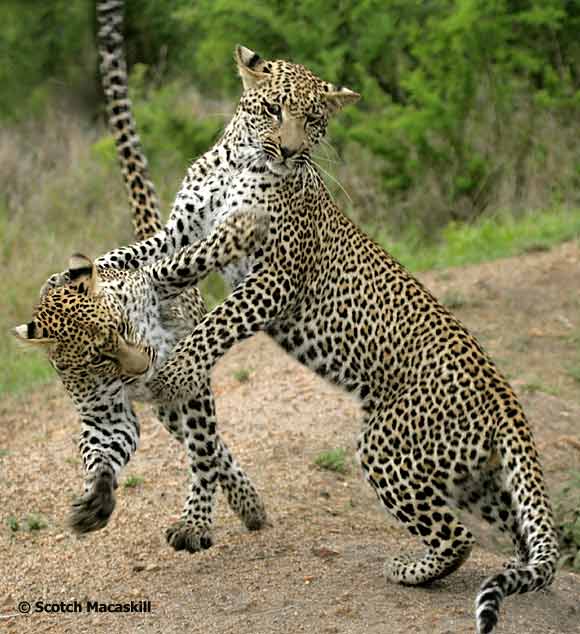 Leopards honing their hunting skill