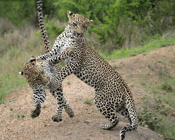 Young leopards practise hunting skill, Sabi Sand Game Reserve