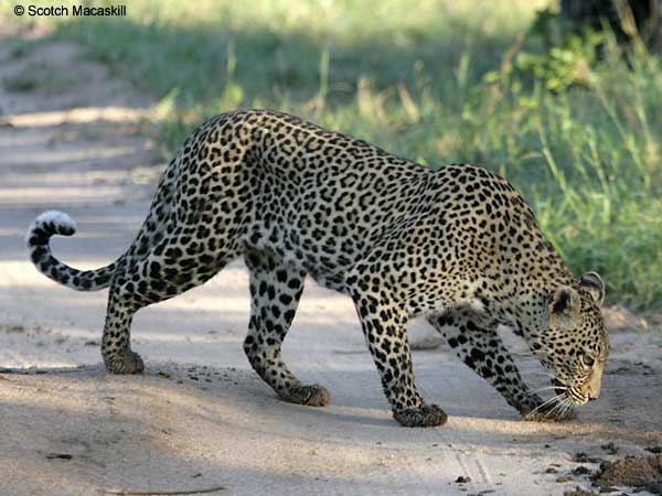 Leopard sniffing