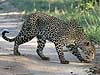 Leopard Sniffing at Scent