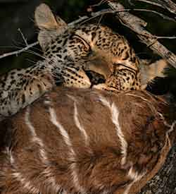 Leopard with kill in tree