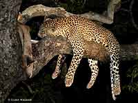 Leopard in tree with kill