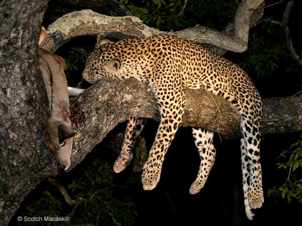 Leopard in tree with kill