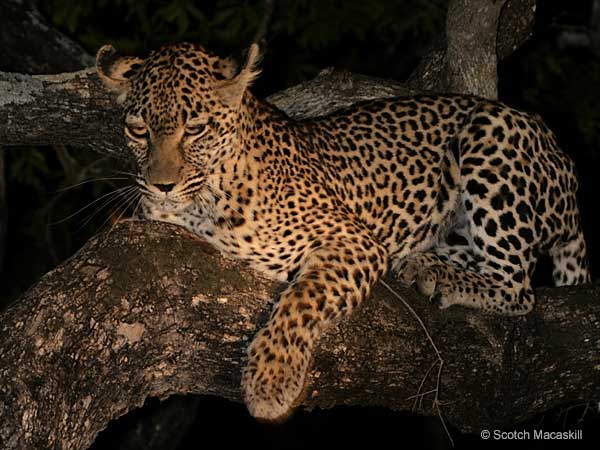 Leopard in tree at night
