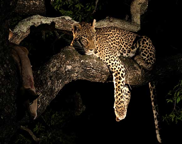 Leopard in Tree with its Kill