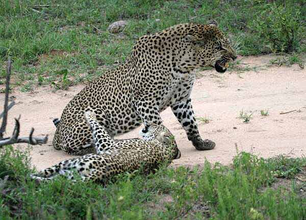 Leopard male snarling at female leopard