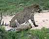 Leopard snarling