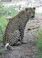 Leopard Looking Back