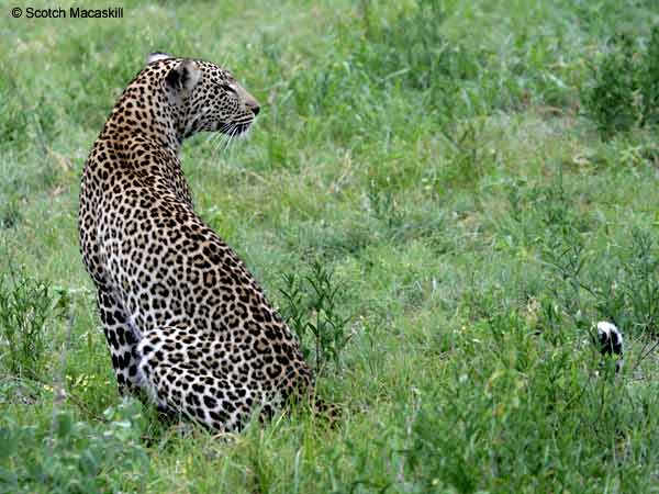 Leopard sitting in gree grass