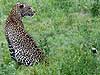 Leopard in green grass