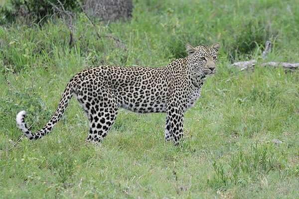 Leopard stading side-on in green grass