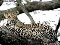 Leopard Relaxing in Tree