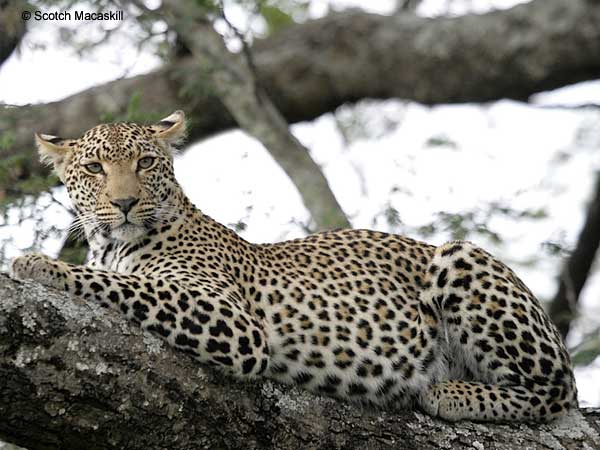 Leopard in tree