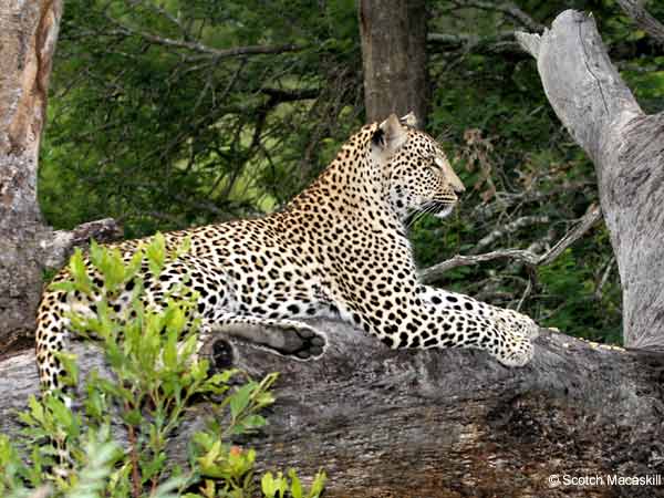 Leopard on tree stump