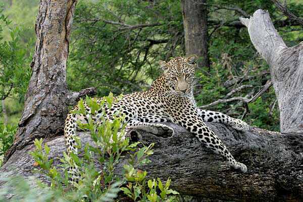 Leopard relaxing on tree stump