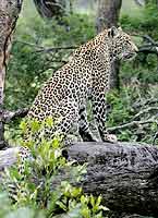 Leopard Seated on Tree Stump