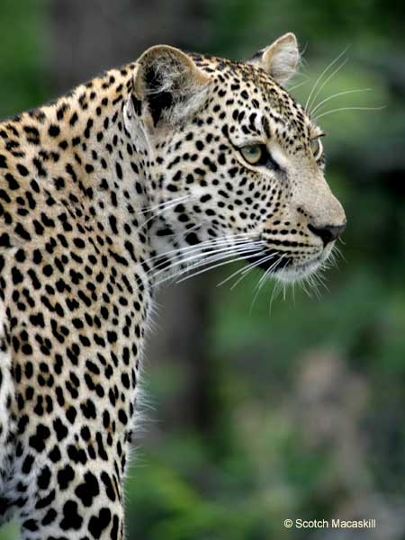 Leopard portrait