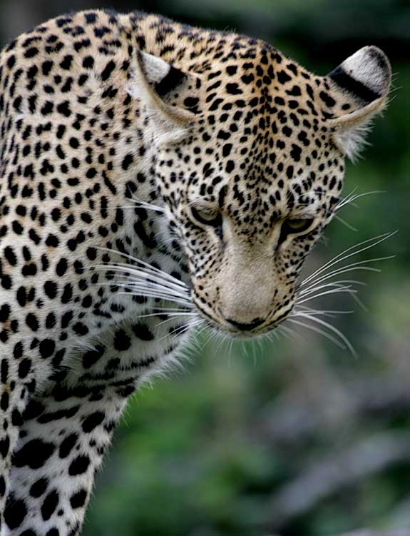 Leopard looking down