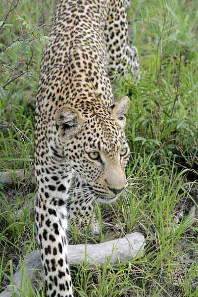 Leopard on the prowl through green grass