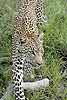 Leopard walking