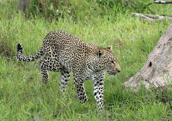 Leopard walking in summer vegetation