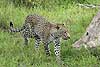 Leopard walking