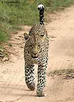 Leopard Walking, Front-on View