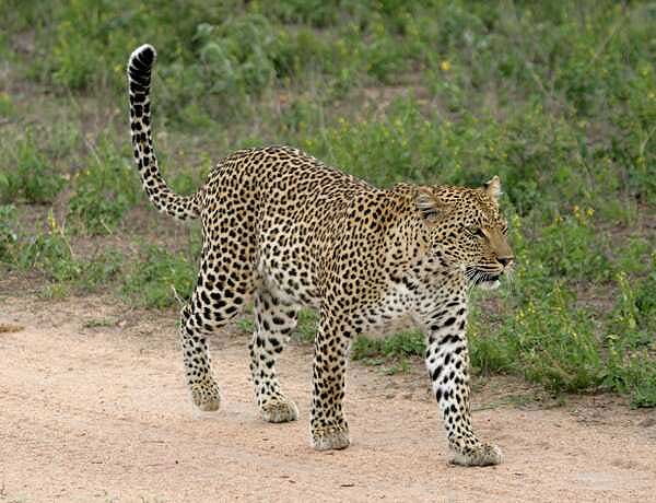 Leopard walking on sandy road