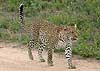 Leopard on sand track