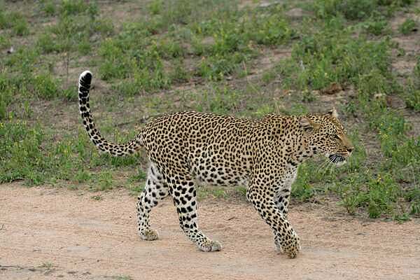 Leopard walking along sandy track