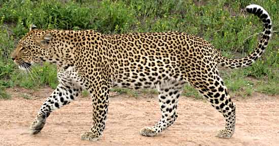 Leopard Information - interesting facts about leopards including