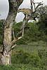 Leopard in tree