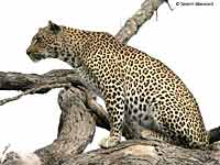 Leopard sitting on tree branch