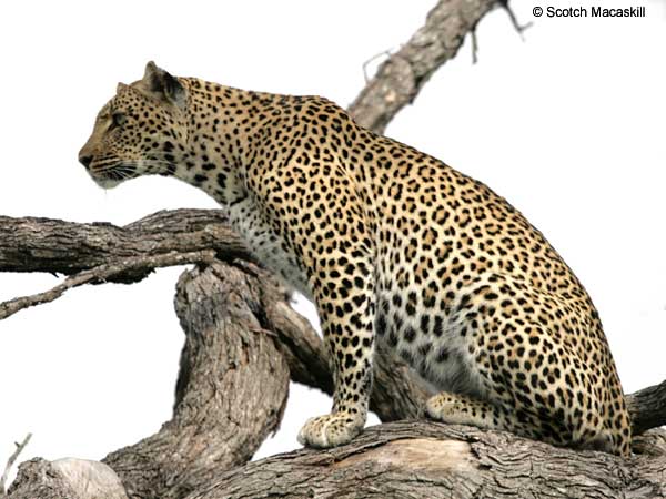 Leopard in tree