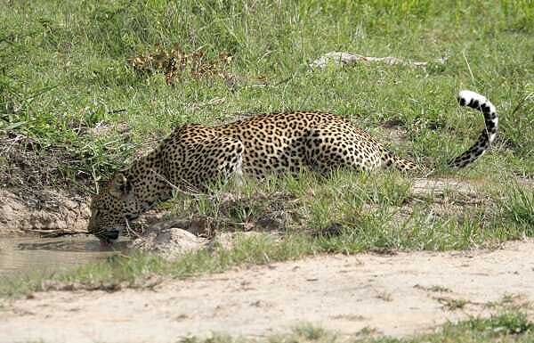 Leopard drinking from waterhole