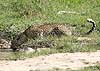 Leopard drinking