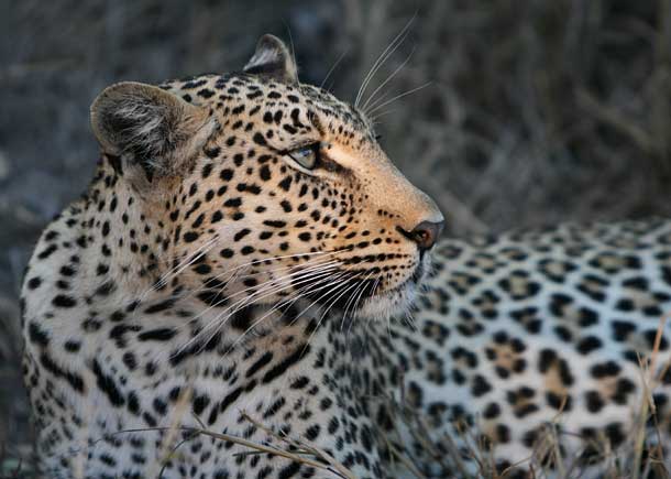 Portrait of female leopard in profile