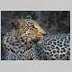 Leopard portrait