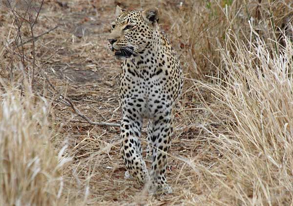 Leopard female on the lookout, Sabi Sand Wildtuin, South Africa