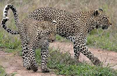 Leopard mother and sub-adult cub