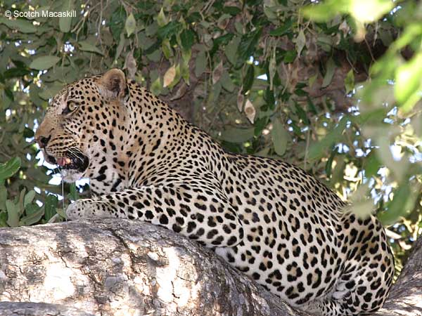 Leopard lying on tree branch