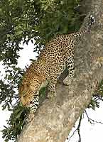Leopard Climbing Down Tree