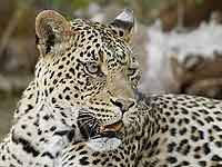 Leopard close-up