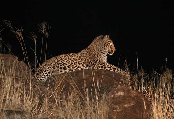 Leopard Lying on Rock Against Night Sky
